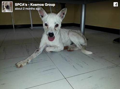 SPCA’s – Kosmos Group
