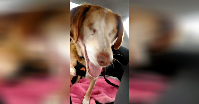 Facebook/Halfway Home Dog Rescue