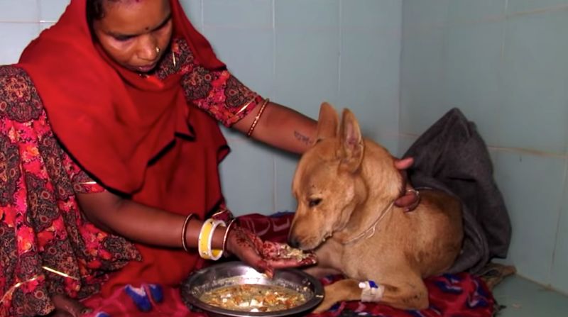 Źródło: Animal Aid Unlimited, India / youtube.com