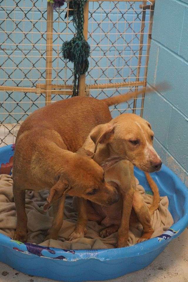 Źródło: Monroe County Alabama Animal Shelter