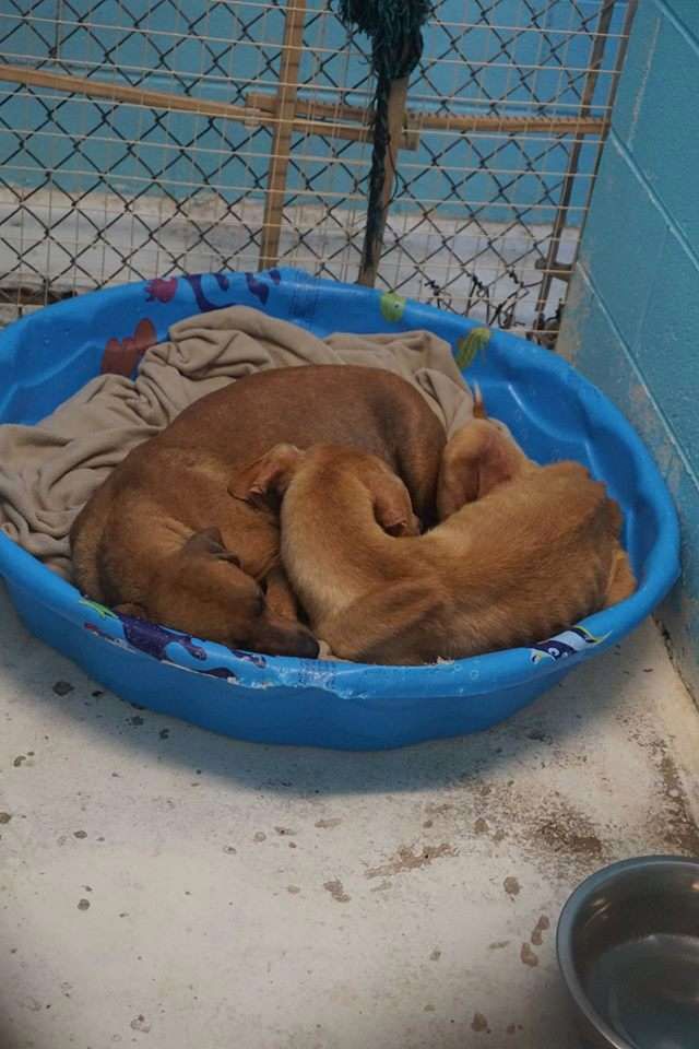 Źródło: Monroe County Alabama Animal Shelter