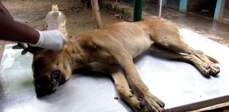 Źródło: Animal Aid Unlimited, India / youtube.com