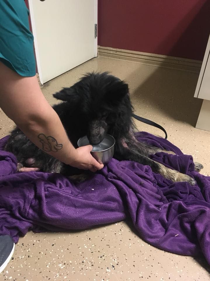 Źródło: Bowe’s Adoptable Rescued Pups / Facebook.com