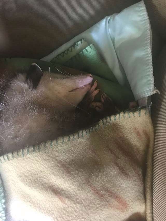 Źródło: The Opossum Pouch Rescue and Rehabilitation / Facebook.com