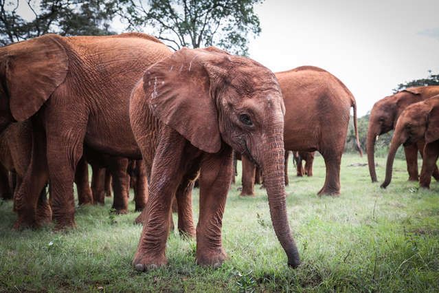 Źródło: David Sheldrick Wildlife Trust