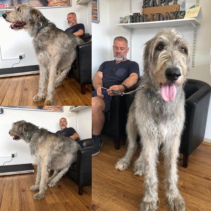 Źródło: murphyirishwolfhound / instagram.com