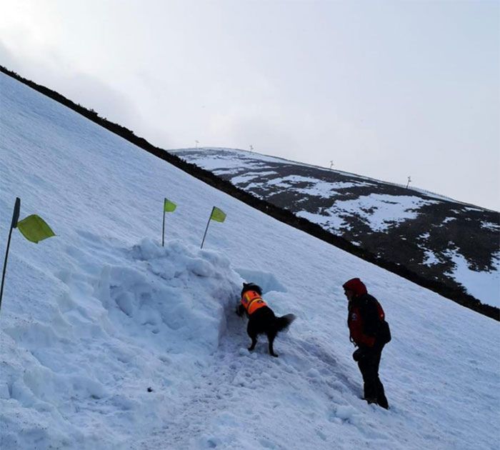 Źródło: Mountain Rescue Search Dogs England / twitter.com