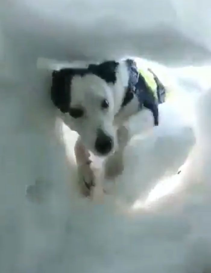 Źródło: Mountain Rescue Search Dogs England / twitter.com