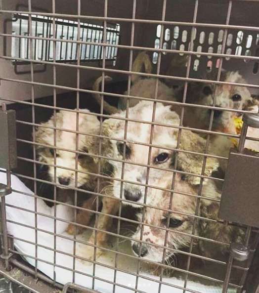 Źródło: Second City Canine Rescue (@secondcityk9) / instagram.com