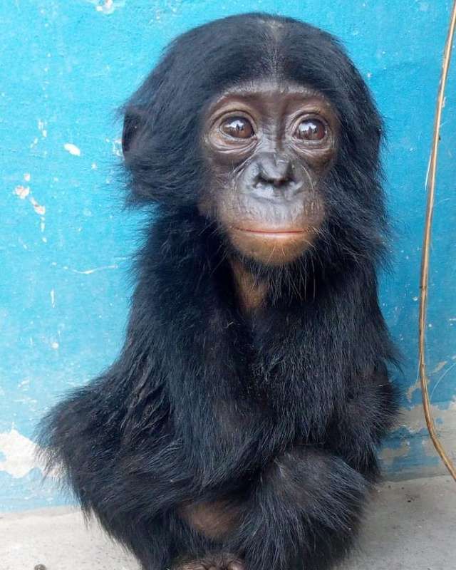 Źródło: Bonobo Conservation Initiative (BCI) / bonobo.org