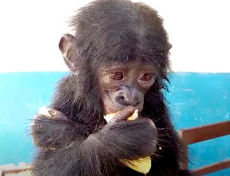 Źródło: Bonobo Conservation Initiative (BCI) / bonobo.org
