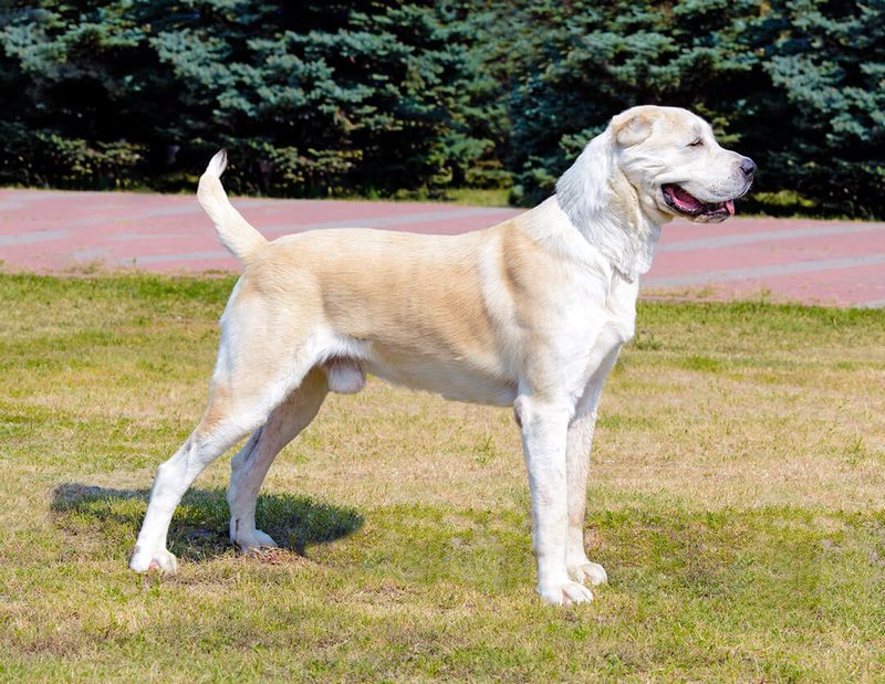 Źródło: allbigdogbreeds.com