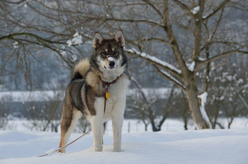 Źródło: West Siberian Laika / facebook.com