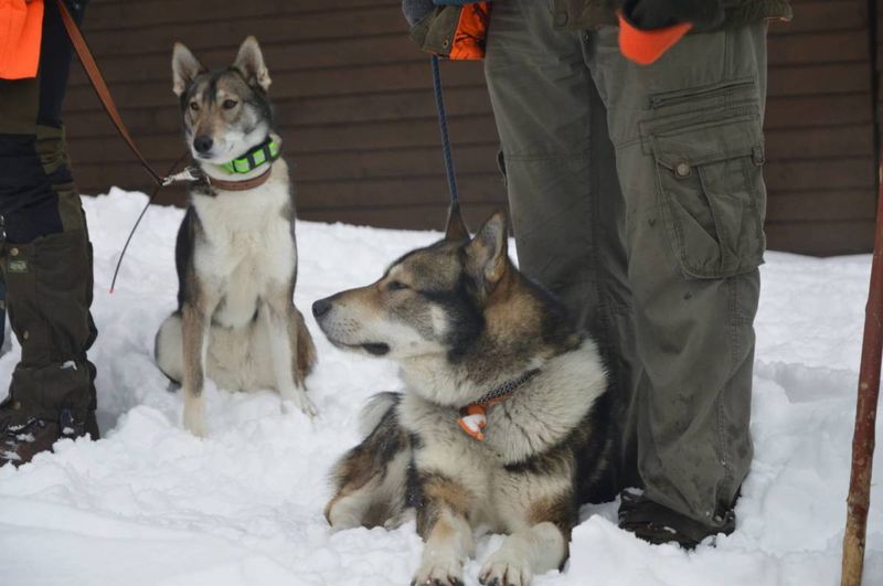 Źródło: West Siberian Laika / facebook.com