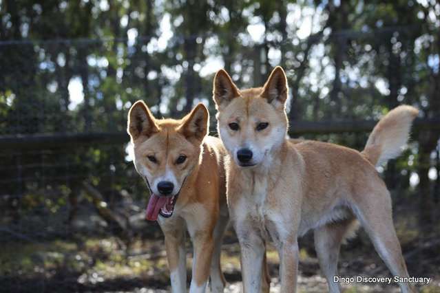 Australian Dingo Foundation