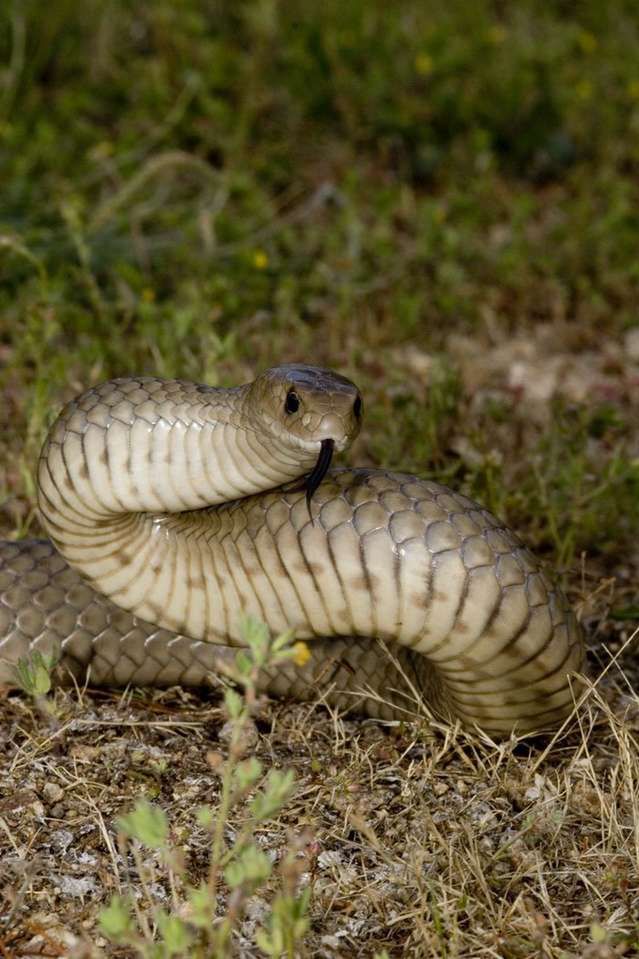 Snake Catcher Victoria Australia / Facebook