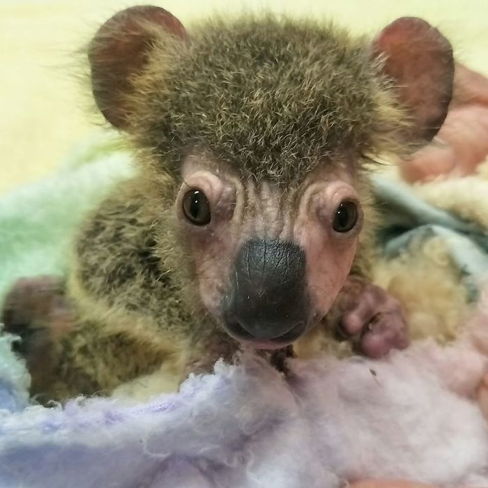 Koala Hospital Port Macquarie