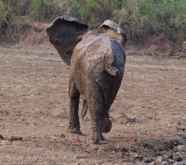Shangrala’s Elephant Rescue
