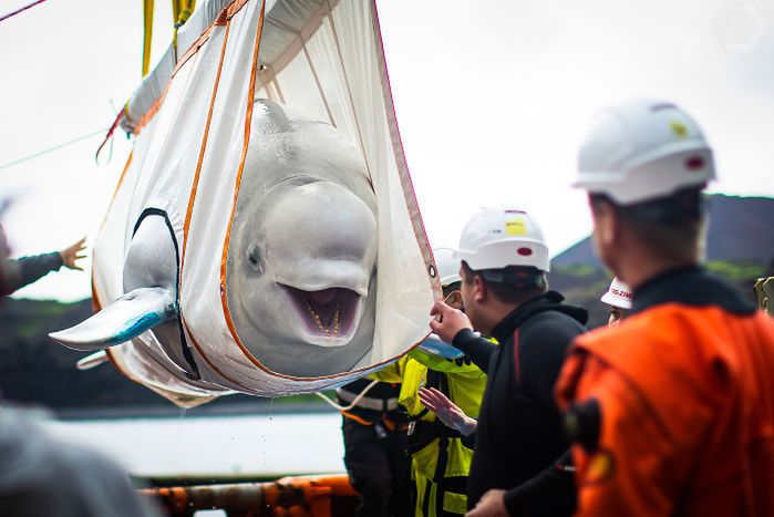 SEA LIFE Trust Beluga Whale Sanctuary
