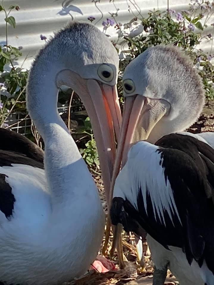 Twinnies Pelican and Seabird Rescue/Fb