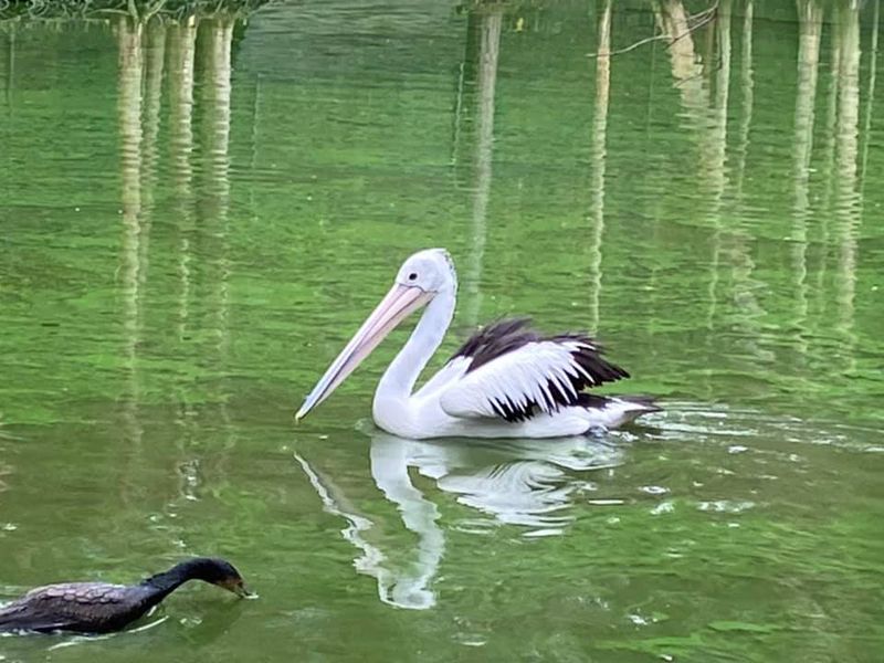 Twinnies Pelican and Seabird Rescue/Fb