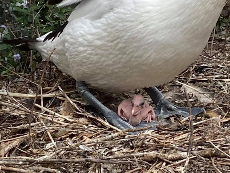 Twinnies Pelican and Seabird Rescue/Fb