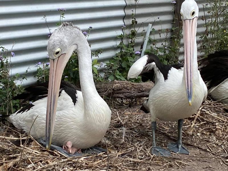 Twinnies Pelican and Seabird Rescue/Fb