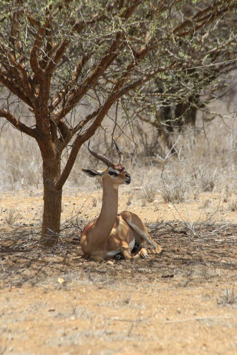 Sheldrick Wildlife Trust/Fb