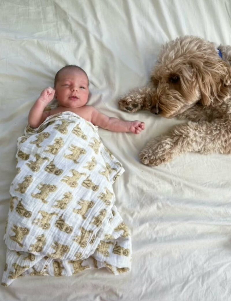 Bentley The Goldendoodle Puppy/Insta