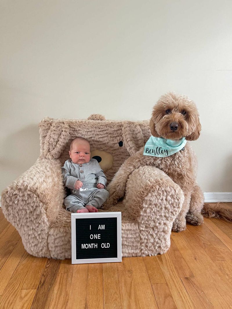 Bentley The Goldendoodle Puppy/Insta