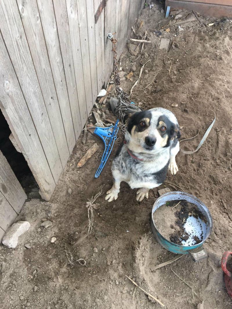 Źródło: OTOZ Animals Inspektoriat Warszawa / facebook.com