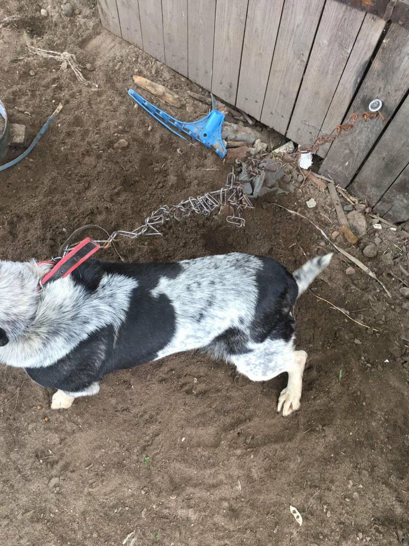 Źródło: OTOZ Animals Inspektoriat Warszawa / facebook.com