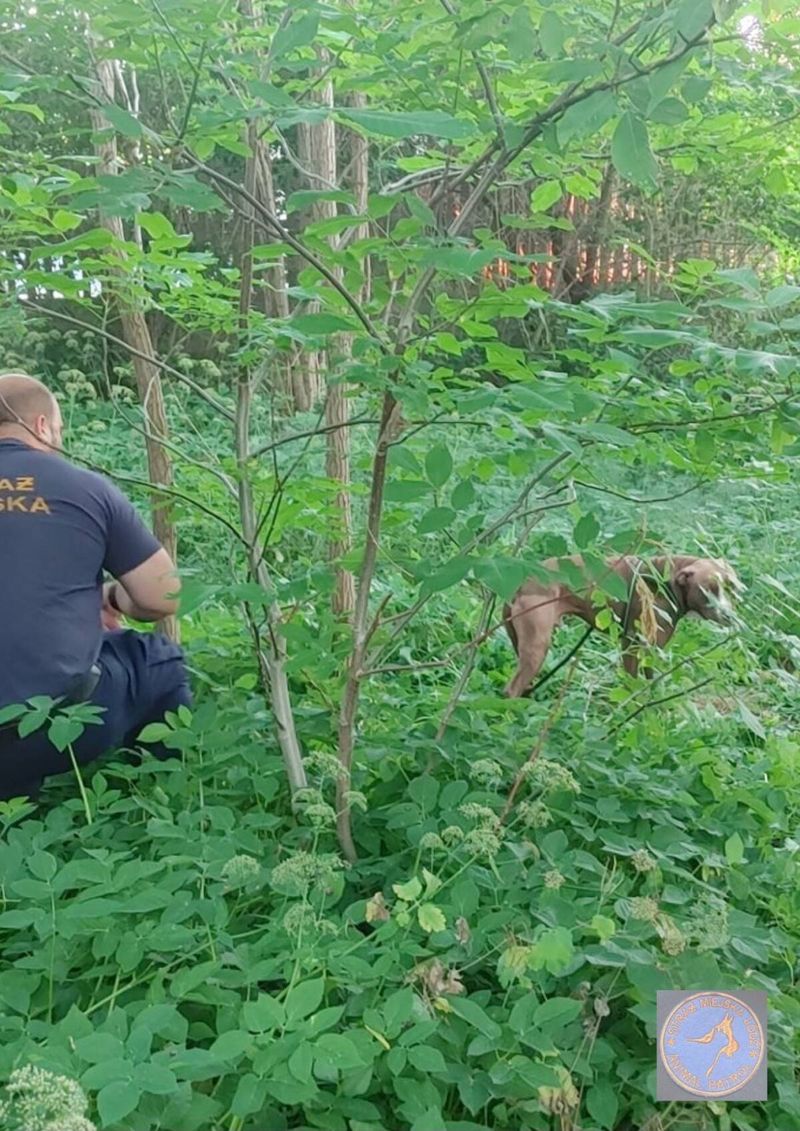 Źródło: Animal Patrol Straży Miejskiej w Łodzi / Facebook.com