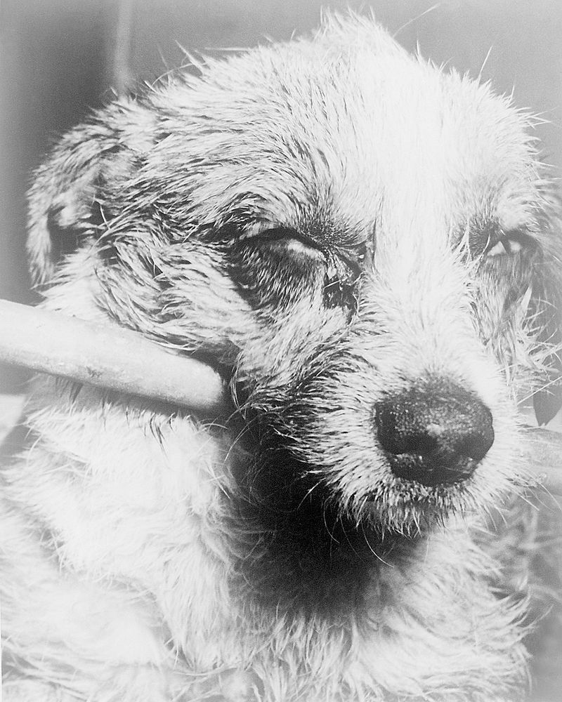 Źródło: Pies chory na wściekliznę / wikipedia.org
