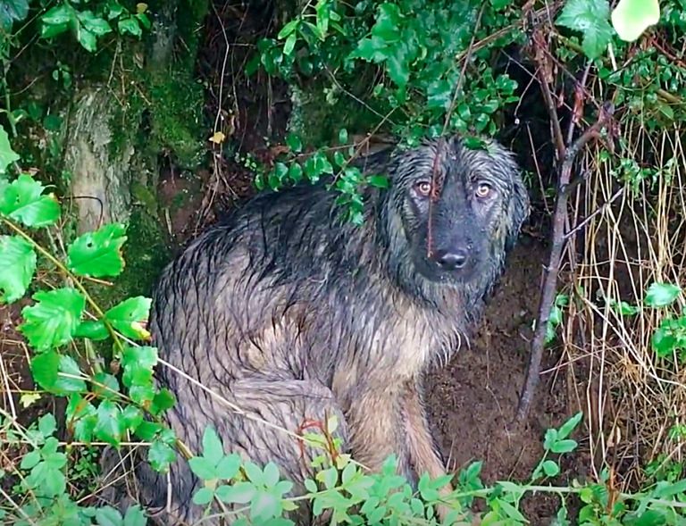 Źródło: Dog Rescue Shelter Mladenovac, Serbia / youtube.com