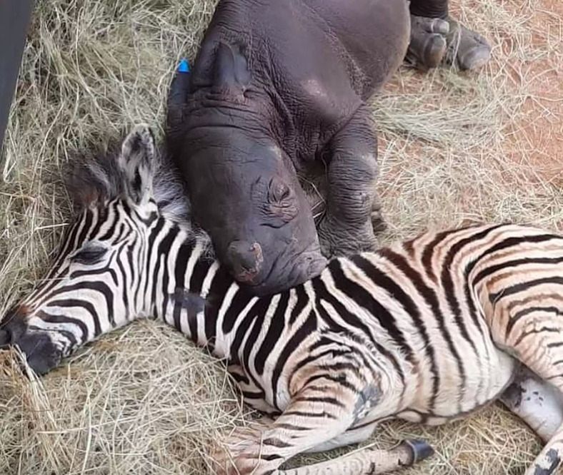 Źródło: Care For Wild Rhino Sanctuary / facebook.com