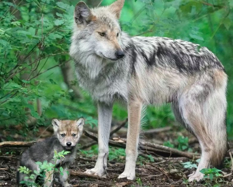 Źródło: Wolf Conservation Center / nywolf.org