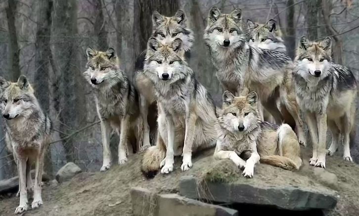 Źródło: Wolf Conservation Center / nywolf.org