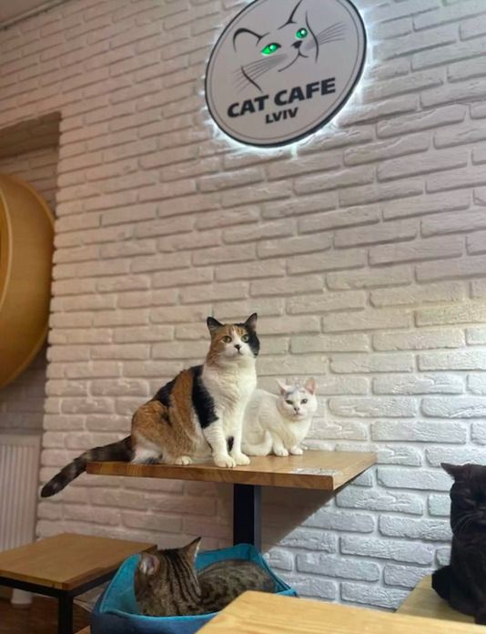 Źródło: Cat Cafe Lviv / facebook.com