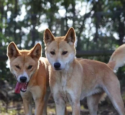Źródło: Australian Dingo Foundation / dingofoundation.org