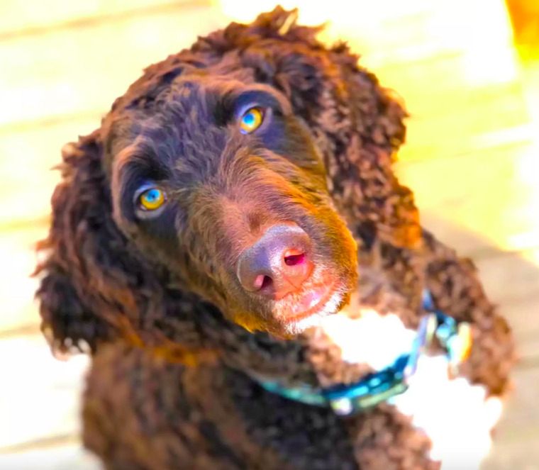 Źródło: Sir Henry Parker (@henrythespringerdoodle) / instagram.com