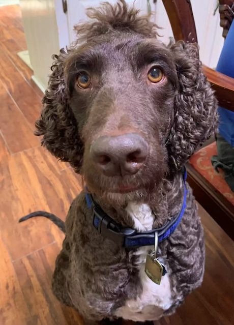 Źródło: Sir Henry Parker (@henrythespringerdoodle) / instagram.com