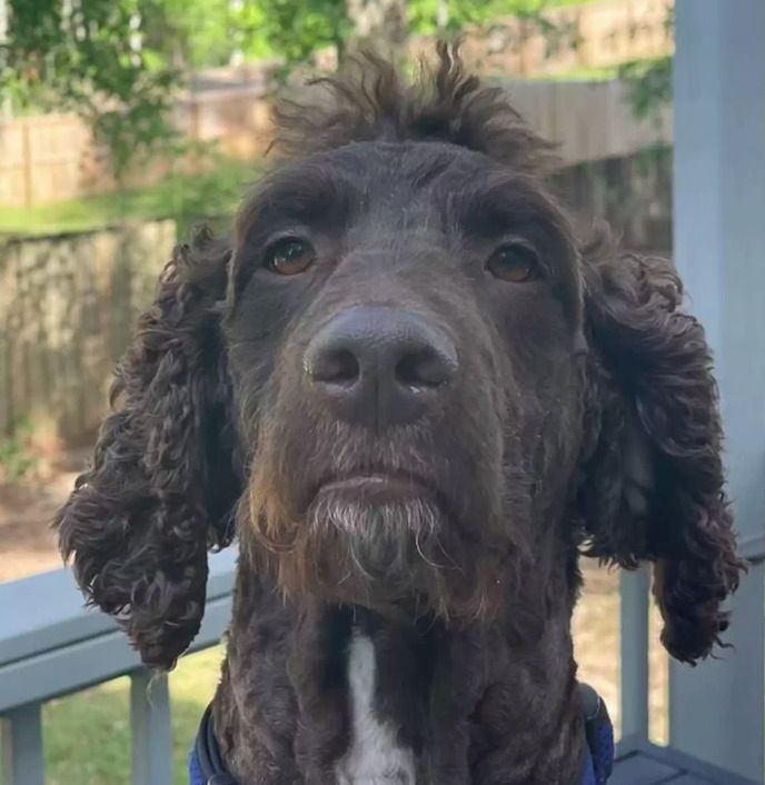 Źródło: Sir Henry Parker (@henrythespringerdoodle) / instagram.com