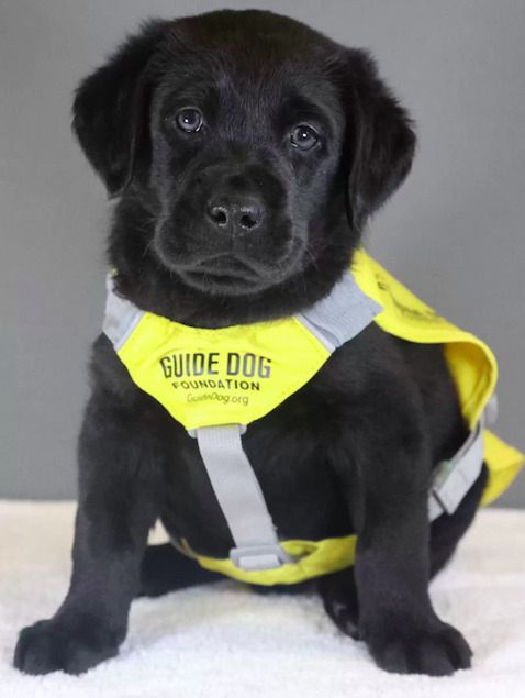 Źródło: Guide Dog Foundation NY (@guidedogfoundation) / instagram.com