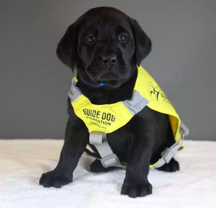 Źródło: Guide Dog Foundation NY (@guidedogfoundation) / instagram.com