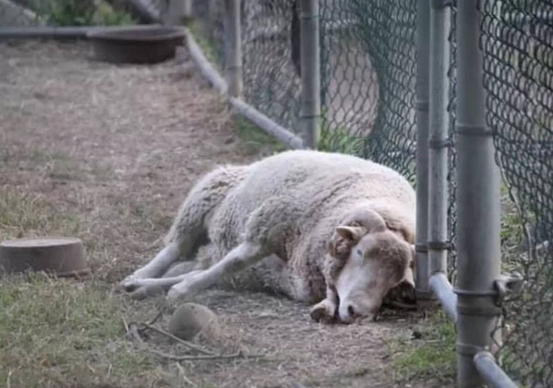 Źródło: Uncle Neil’s Home, A Farm Sanctuary / Facebook.com