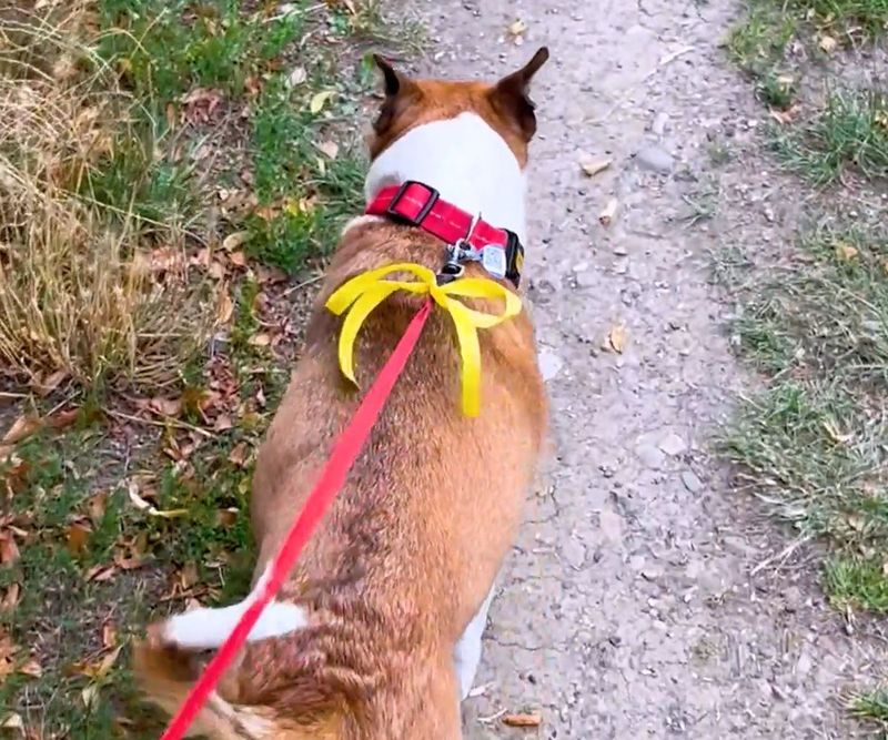 Co oznacza żółta wstążka przy smyczy psa?, Fot. Źródło