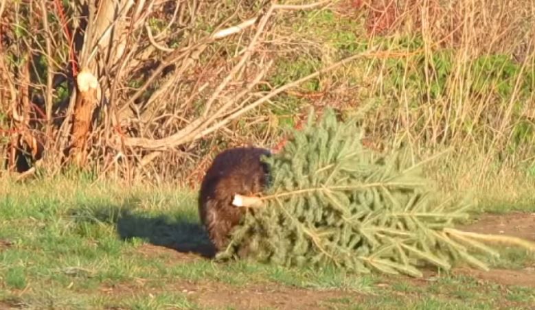 Facebook/Mike’s photos and videos of beavers