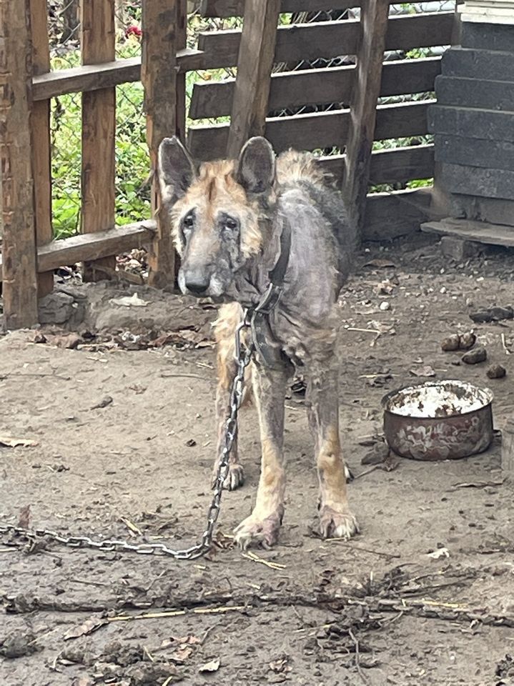 Fundacja Na Rzecz Ochrony Praw Zwierząt EX LEGE