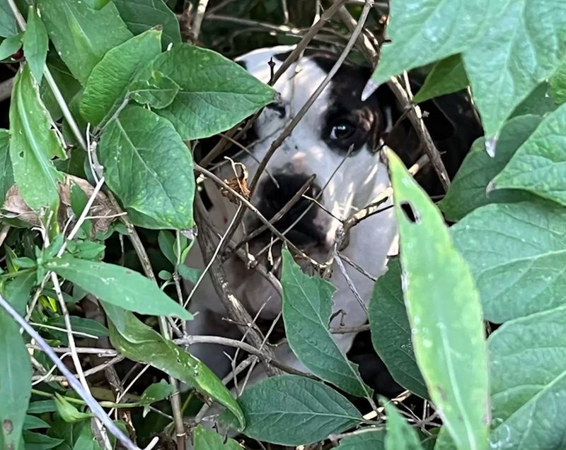 Źródło: Stray Rescue of St. Louis (SRSL)